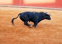 tourocorrendo