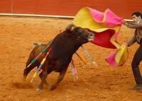 Touro2